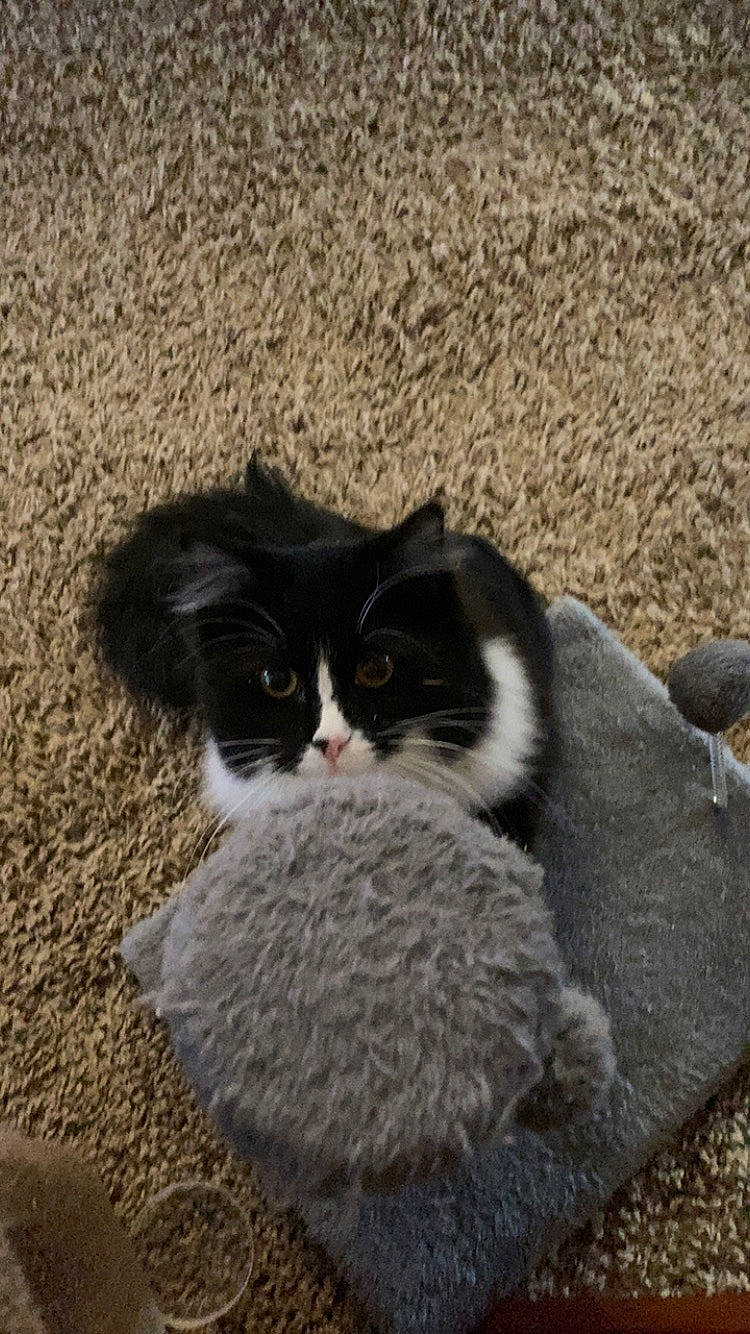 Raven joined the competition — help win amazing prizes! carnivore, cat, claw, comfort, domestic_short_haired_cat, eye, felidae, fur, grass, paw, shadow, sitting, small_to_medium_sized_cats, snout, tail, terrestrial_animal, tree, whiskers, window, woolen