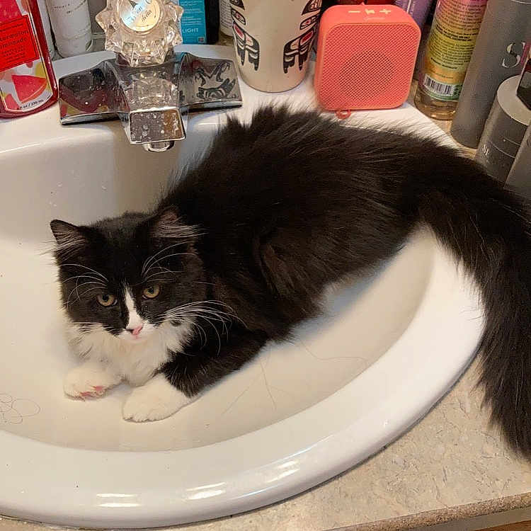 Raven is registered to the contest to win money with this photo: bathroom, bathroom_accessory, bathroom_sink, brush, carnivore, cat, felidae, fur, household_supply, liquid, paper_towel, personal_care, plumbing, plumbing_fixture, room, sink, small_to_medium_sized_cats, tap, toilet_paper, whiskers
