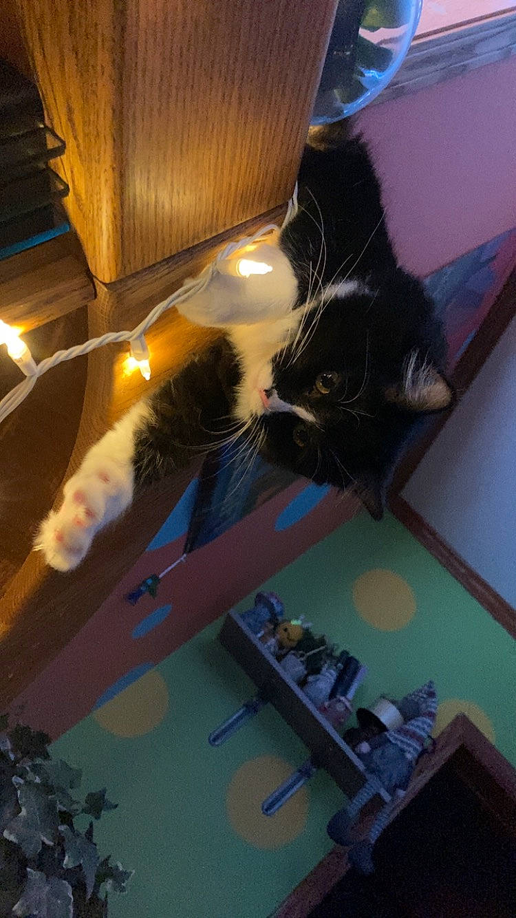 Raven joined the competition — help win amazing prizes! carnivore, cat, domestic_short_haired_cat, electric_blue, felidae, flooring, fur, hardwood, heat, light, room, small_to_medium_sized_cats, tail, tints_and_shades, whiskers, wood