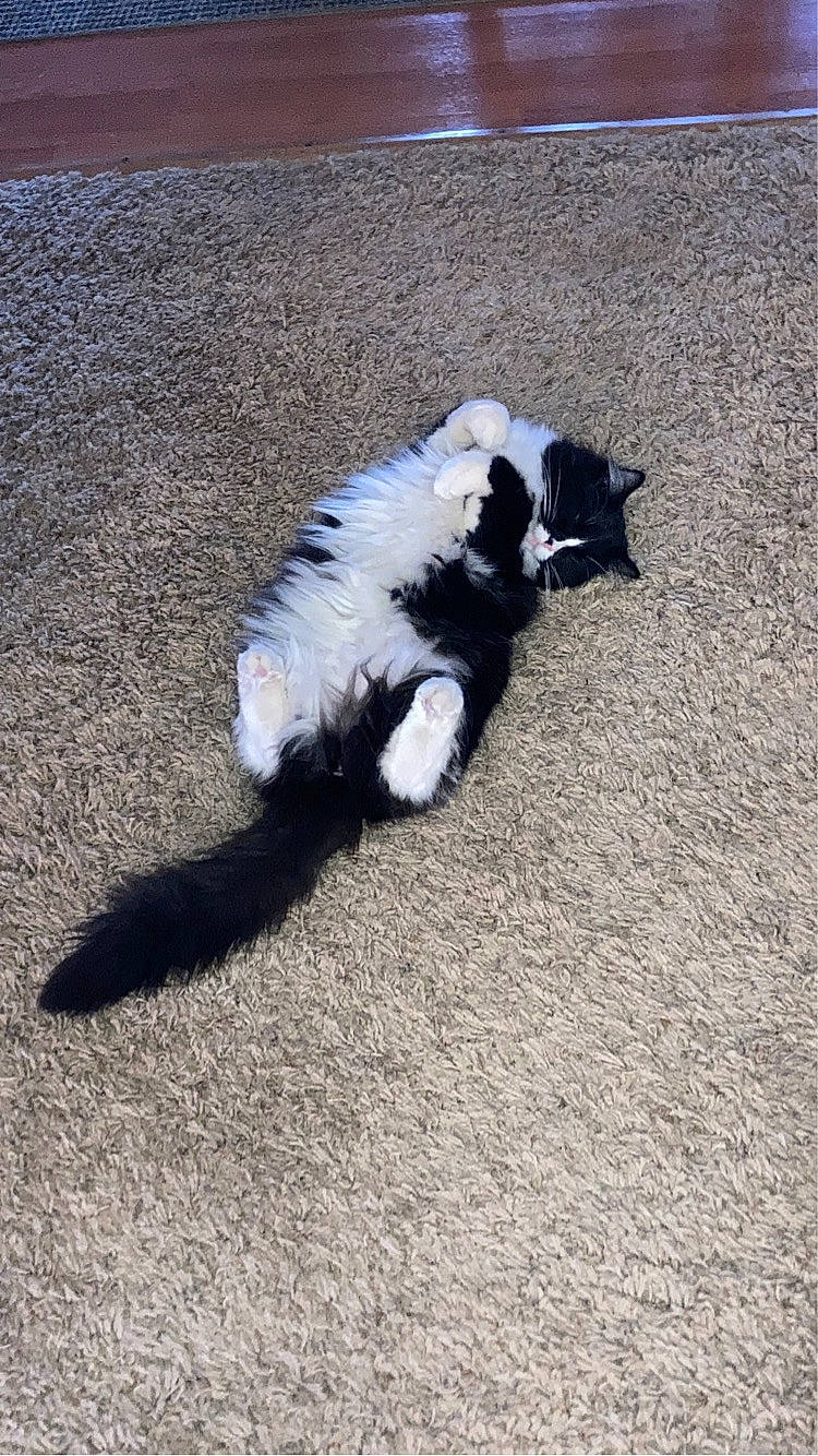 Raven joined the competition — help win amazing prizes! asphalt, canidae, carnivore, companion_dog, dog, dog_breed, fur, non_sporting_group, road_surface, shadow, soil, sporting_group, tail, tar, terrestrial_animal, working_animal