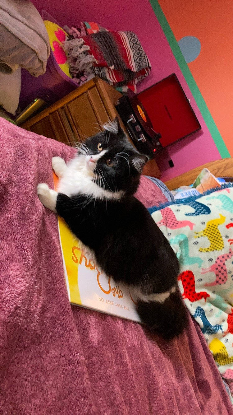 Raven is registered to the contest to win money with this photo: canidae, carnivore, cat, comfort, companion_dog, dog_breed, domestic_short_haired_cat, felidae, flooring, fur, hardwood, lamp, linens, magenta, room, small_to_medium_sized_cats, sporting_group, tail, textile, whiskers