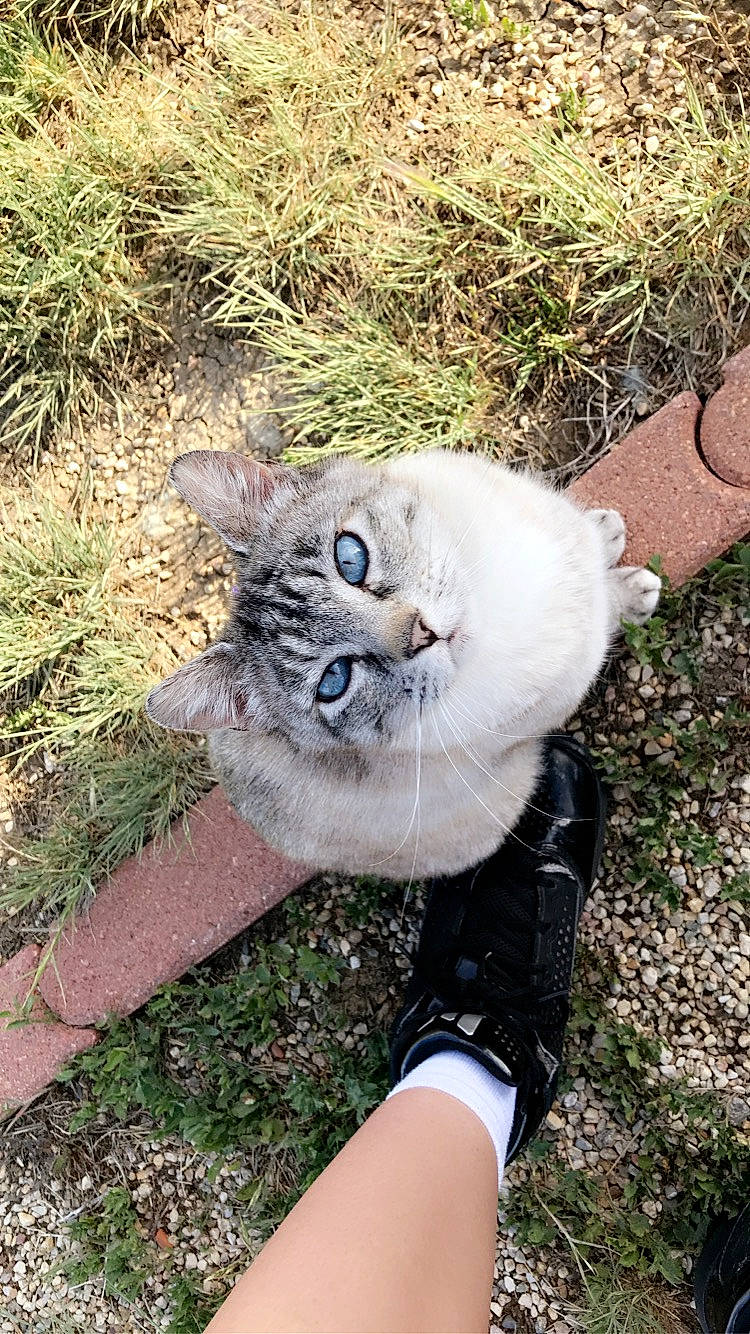 Stubby is registered to the contest to win money with this photo: carnivore, cat, domestic_short_haired_cat, fawn, felidae, fur, grass, groundcover, plant, small_to_medium_sized_cats, snout, soil, tail, terrestrial_animal, whiskers, wildlife