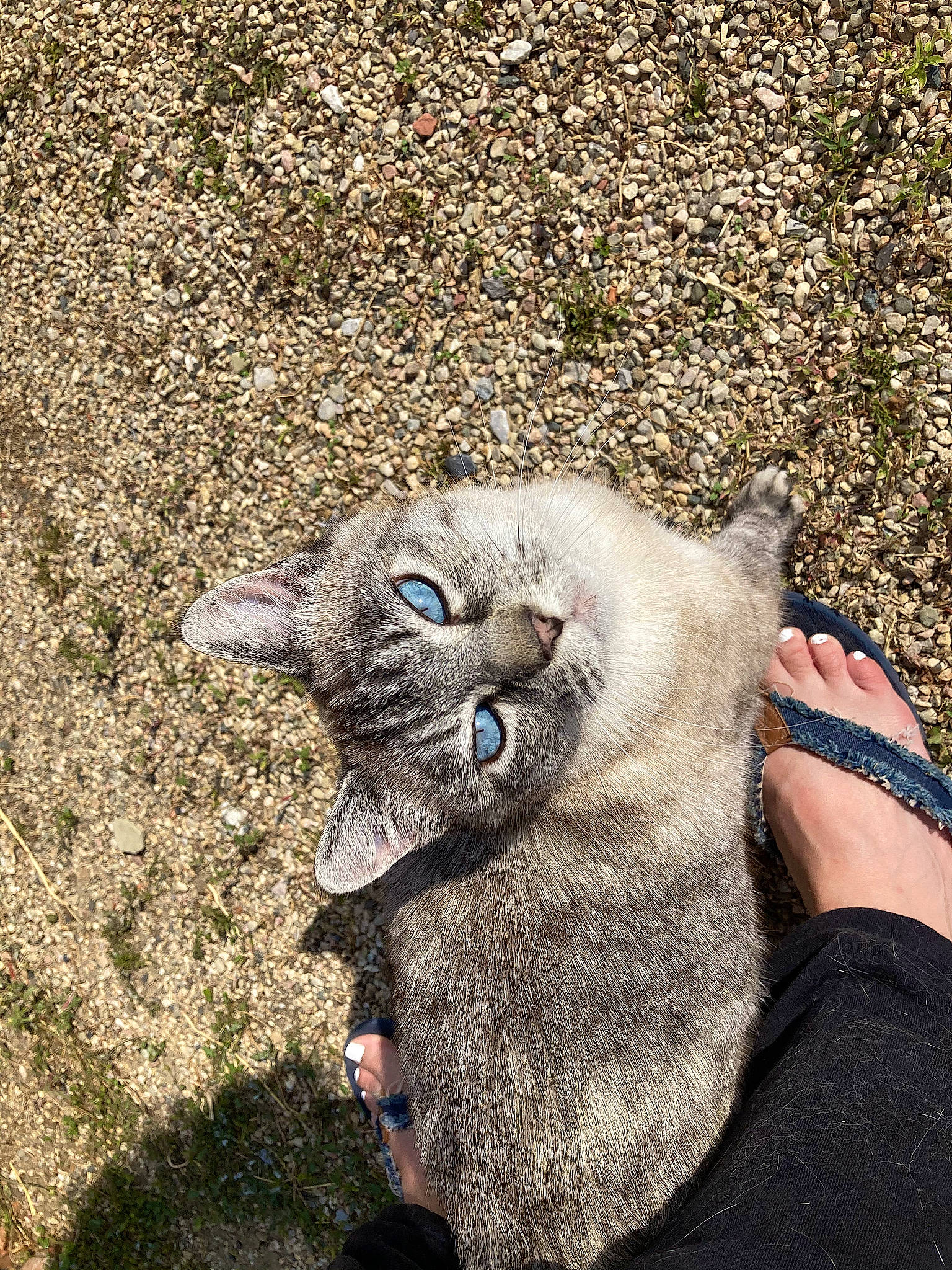 Stubby joined the competition — help win amazing prizes! canidae, carnivore, cat, claw, dog_breed, domestic_short_haired_cat, fawn, felidae, fur, grass, paw, small_to_medium_sized_cats, snout, soil, sporting_group, tail, terrestrial_animal, whiskers, wildlife, working_animal