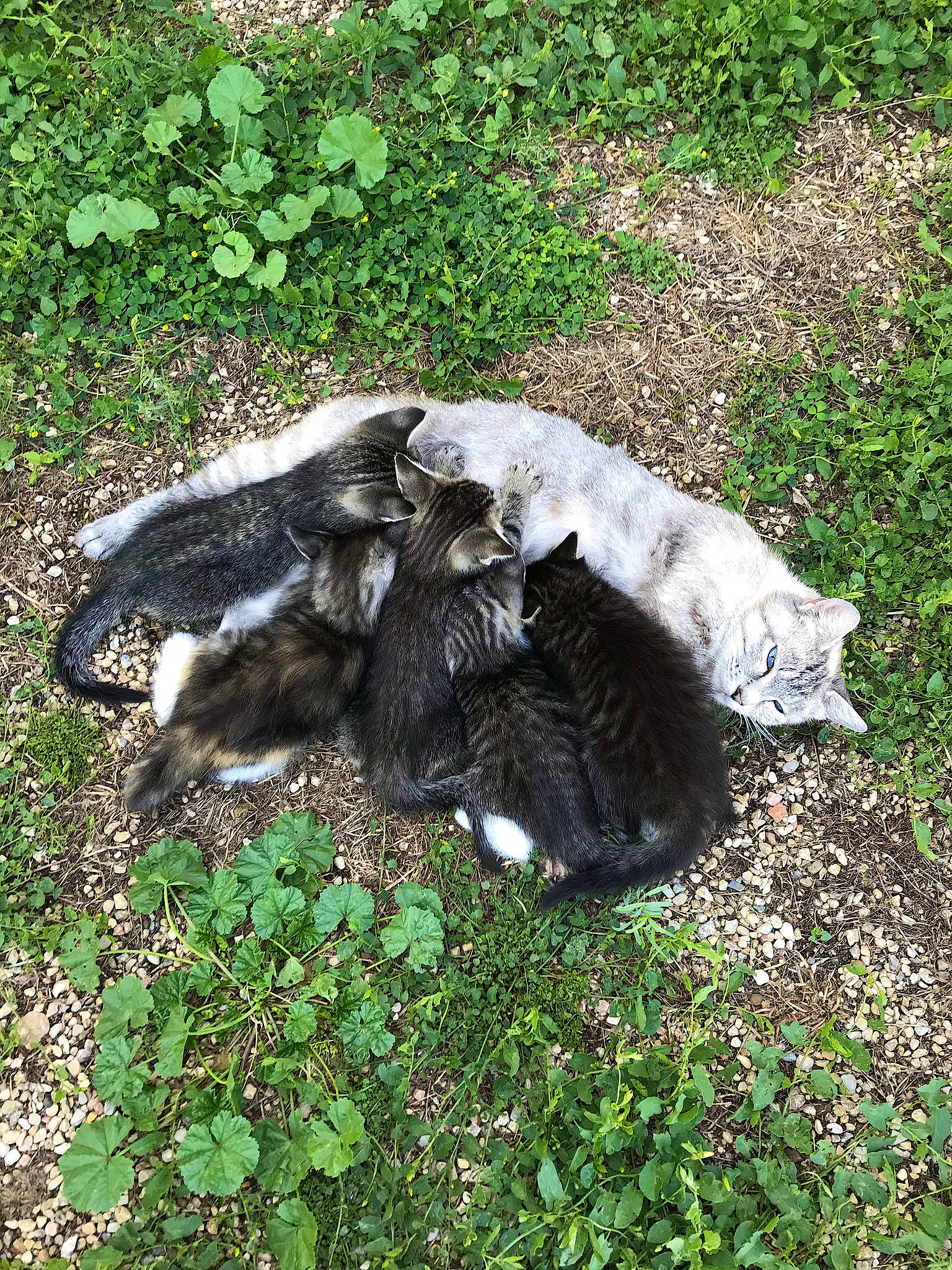 Stubby is registered to the contest to win money with this photo: beak, cat, claw, dog_breed, felidae, fur, grass, groundcover, plant, small_to_medium_sized_cats, soil, sporting_group, tail, terrestrial_animal, vertebrate, wildlife