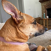Izzy is registered to the contest to win money with this photo: dog, tan_dog, pet, side_profile, ear, collar, indoor, blanket, living_room, fireplace, furniture, cozy, relaxed, canine, close_up, house, domestic_animal, mammal, companion, resting