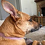dog, tan_dog, pet, side_profile, ear, collar, indoor, blanket, living_room, fireplace, furniture, cozy, relaxed, canine, close_up, house, domestic_animal, mammal, companion, resting