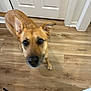 dog, tan_coat, indoor, wooden_floor, door, pet, canine, curious, looking_up, animal, blurred, flooring, house, domestic, ears, tail, muzzle, four_legs, closeup, companion