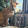 Izzy joined the competition — help win amazing prizes! dog, brown_dog, indoor, christmas_tree, ornaments, lantern, window, natural_light, fur_rug, holiday_decor, pet, curious, sitting, collar, decorations, cozy, home, winter, festive, animal