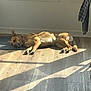 Izzy joined the competition — help win amazing prizes! dog, lying_down, sunlight, wooden_floor, striped_mat, window, plants, collar, relaxed, indoor, shadow, wall, checkered_cloth, home, pet, flooring, natural_light, resting, domestic, quiet