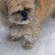 Darla joined the competition — help win amazing prizes! animal, canine, cold, collar, cute, dog, fluffy, frost, frozen, fur, nature, outdoor, paw, pet, snow, walking, weather, white, winter, winter_clothing