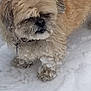 animal, canine, cold, collar, cute, dog, fluffy, frost, frozen, fur, nature, outdoor, paw, pet, snow, walking, weather, white, winter, winter_clothing