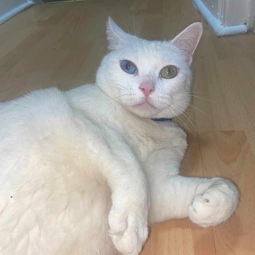 Luna is registered to the contest to win money with this photo: animal, blue_eye, cat, close_up, curious, cute, domestic_cat, feline, floor, fur, green_eye, heterochromia, indoor, laying_down, paws, pet, relaxed, whiskers, white_cat, wooden_floor