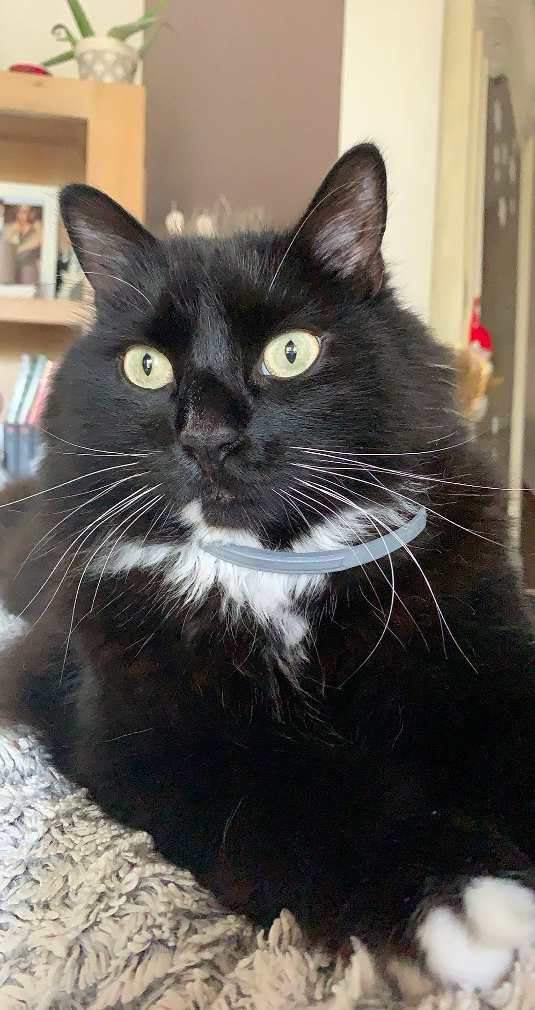 Gnocchi a rejoint le concours — aidez-le/la à gagner de superbes lots ! black_cat, bookcase, carnivore, cat, claw, domestic_short_haired_cat, felidae, fur, grey, iris, pet_supply, shelf, small_to_medium_sized_cats, snout, tail, terrestrial_animal, whiskers, window