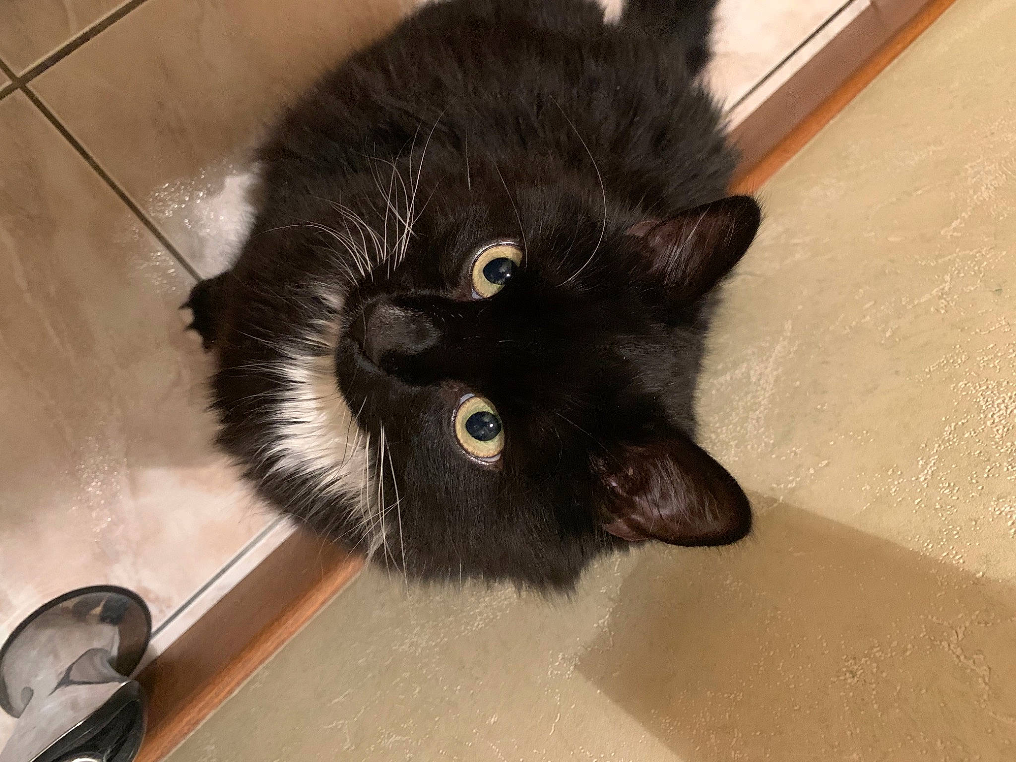 Gnocchi participe au concours pour gagner de l'argent avec cette photo : black_cat, bombay, carnivore, cat, claw, domestic_short_haired_cat, felidae, floor, flooring, fur, hardwood, kitchen_utensil, paw, small_to_medium_sized_cats, snout, tail, whiskers