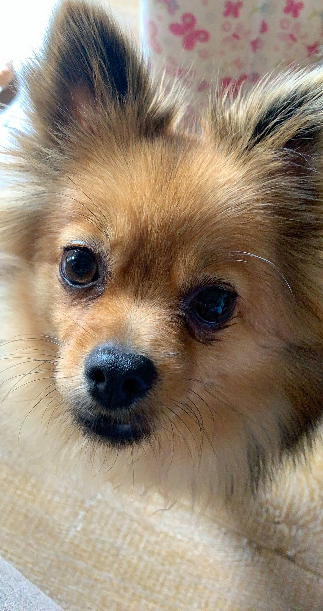 Rio a rejoint le concours — aidez-le/la à gagner de superbes lots ! carnivore, close_up, companion_dog, dog, dog_breed, ear, eye, eyelash, fawn, german_spitz, german_spitz_mittel, human_body, iris, snout, spitz, sporting_group, terrestrial_animal, toy_dog, whiskers, working_animal