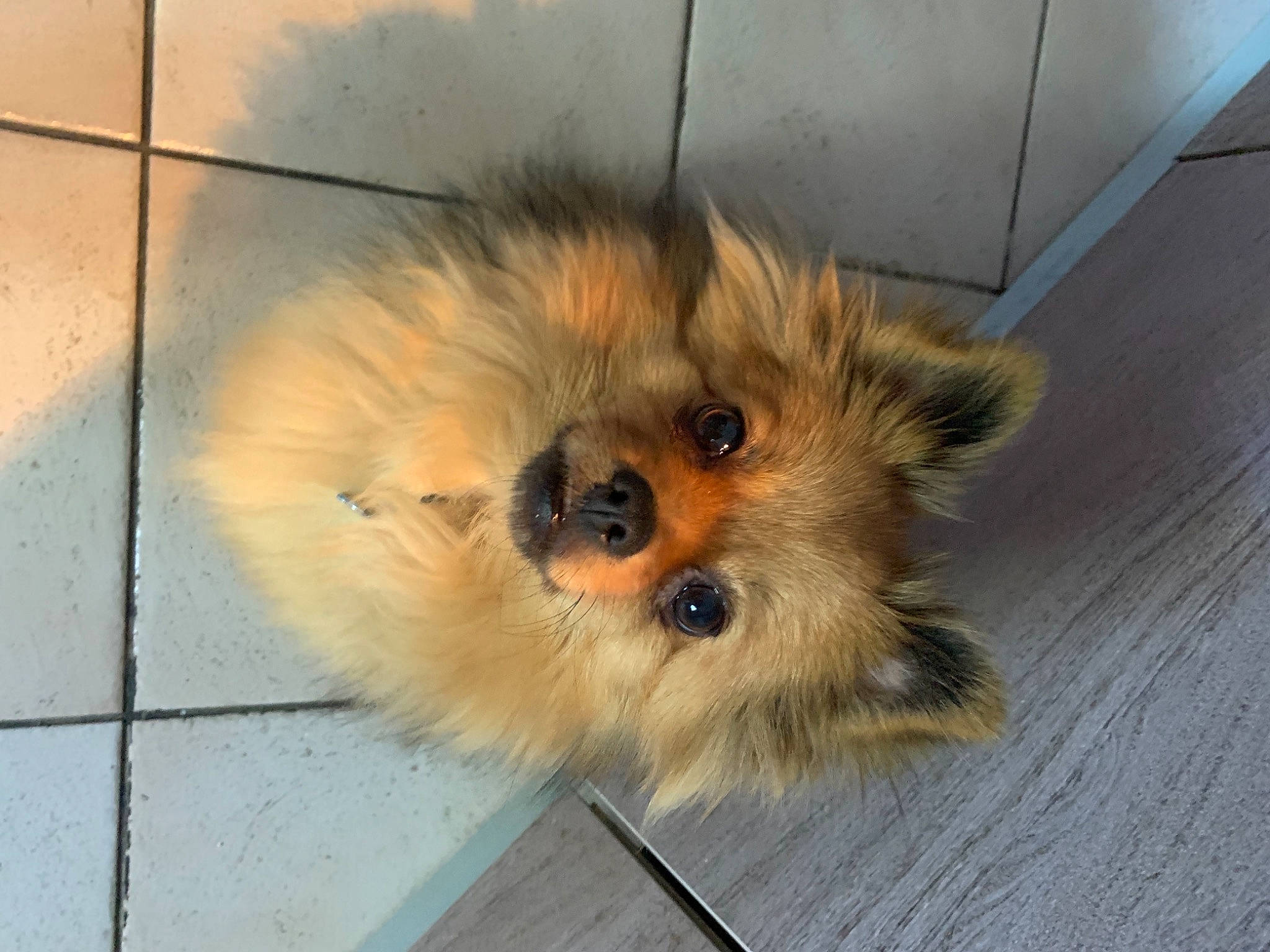 Rio participe au concours pour gagner de l'argent avec cette photo : canidae, carnivore, companion_dog, dog, dog_breed, fawn, flooring, fur, german_spitz, paw, road_surface, small_terrier, snout, sporting_group, terrestrial_animal, terrier, toy_dog, whiskers, wood, working_animal