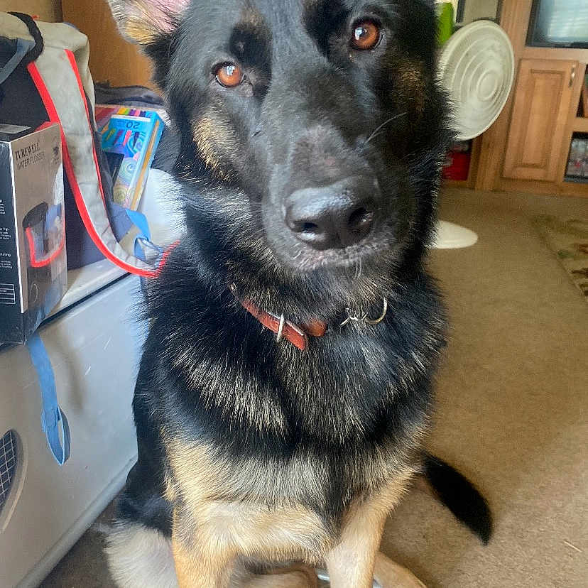 Lilo joined the competition — help win amazing prizes! animal, architecture, ball, box, cabinet, canine, dog, door, furniture, germanshepherd, husky, indoors, interiordesign, pet, plate, puppy, sport, tennis, tennisball, wood