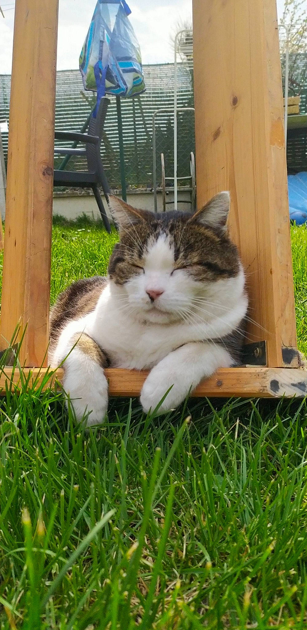 Mickey participe au concours pour gagner de l'argent avec cette photo : carnivore, cat, chair, domestic_short_haired_cat, fawn, felidae, fur, grass, groundcover, herb, lawn, plant, porch, sitting, small_to_medium_sized_cats, tail, terrestrial_animal, whiskers, window, wood