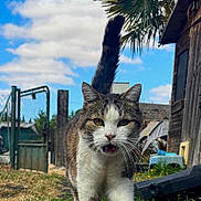 Mickey a rejoint le concours — aidez-le/la à gagner de superbes lots ! cat, tabby_cat, walking, outdoor, grass, pathway, blue_sky, clouds, fence, wooden_shed, plants, tail_up, mouth_open, daylight, nature, curious, animal, pet, backyard, sunny
