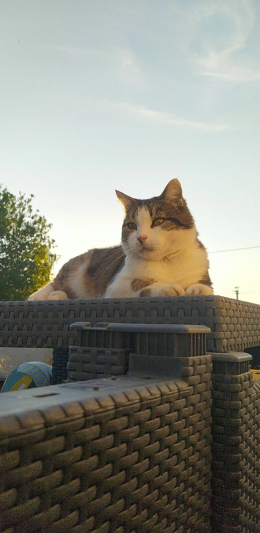 Mickey participe au concours pour gagner de l'argent avec cette photo : art, brick, brickwork, building, carnivore, cat, cloud, domestic_short_haired_cat, felidae, fur, grass, roof, sitting, sky, small_to_medium_sized_cats, snout, tail, tree, whiskers, wood