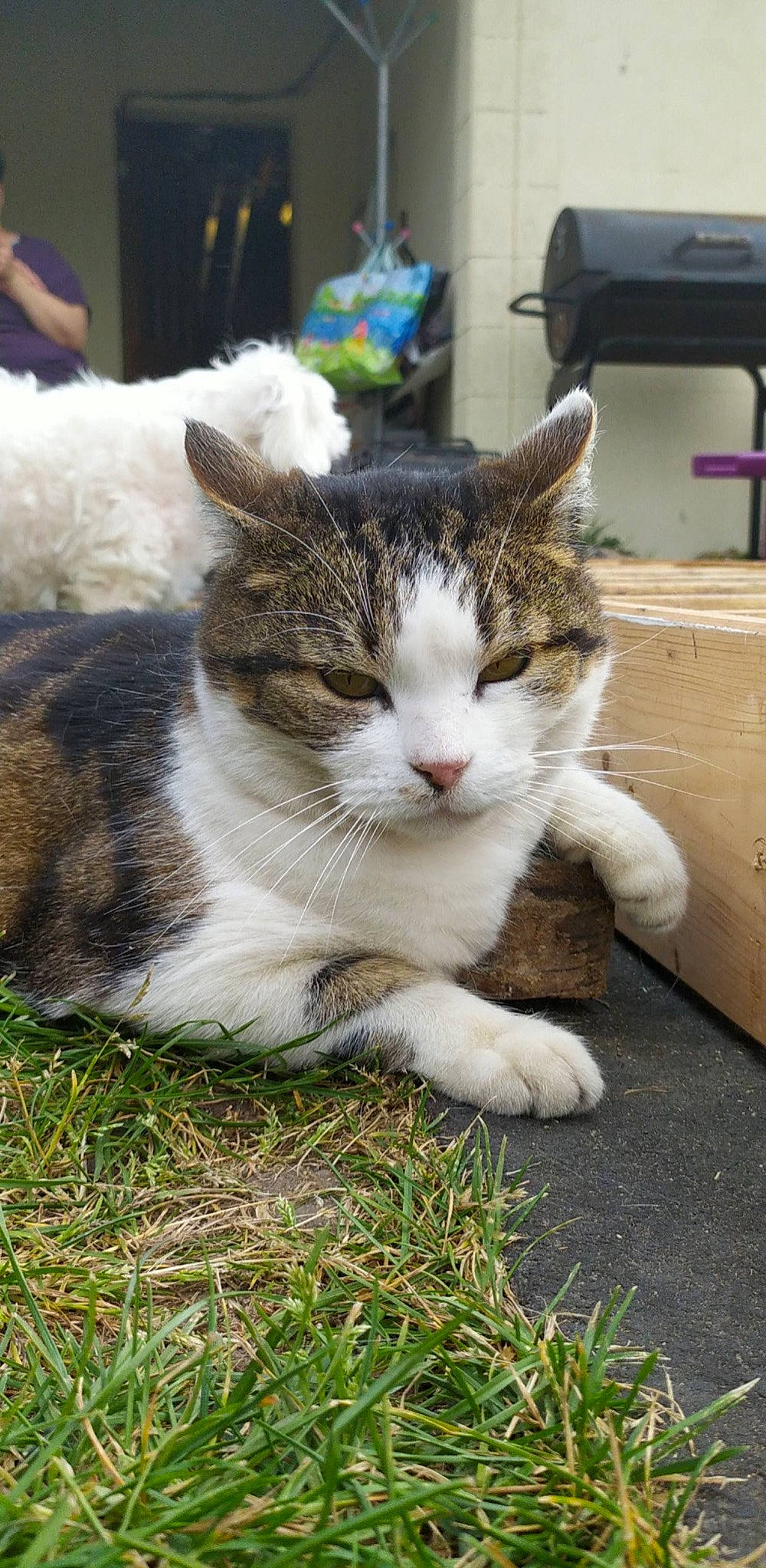 Mickey a rejoint le concours — aidez-le/la à gagner de superbes lots ! box, carnivore, cat, domestic_short_haired_cat, felidae, fur, grass, paw, plant, small_to_medium_sized_cats, snout, tail, terrestrial_animal, tree, whiskers