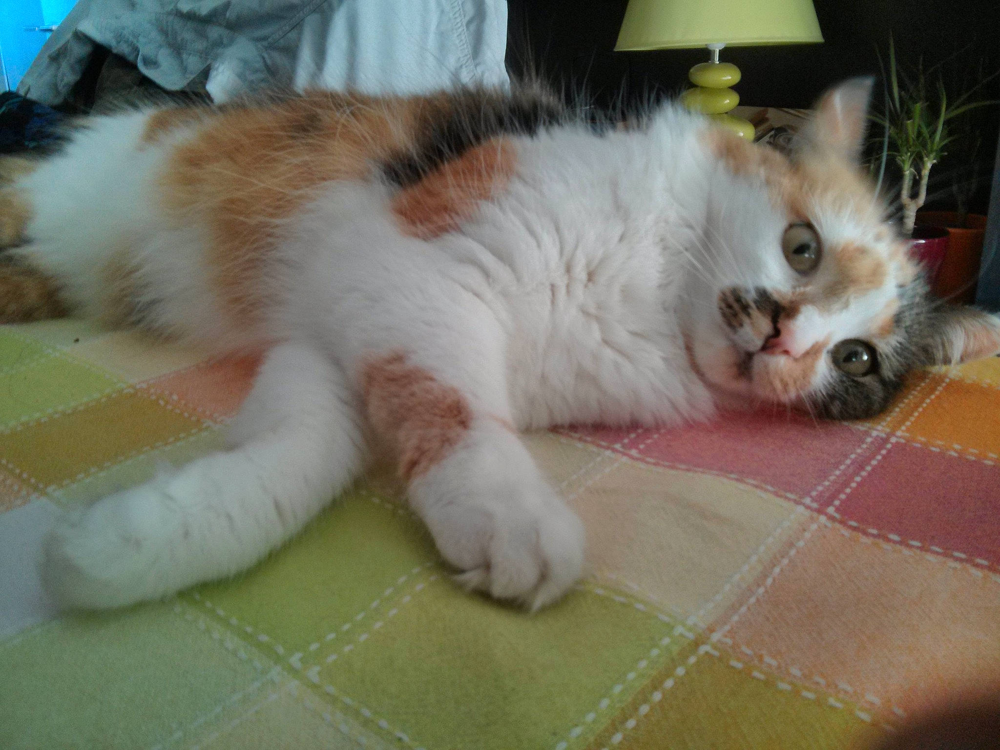 Cannelle a rejoint le concours — aidez-le/la à gagner de superbes lots ! aegean_cat, american_curl, carnivore, cat, claw, domestic_long_haired_cat, domestic_short_haired_cat, fawn, felidae, fur, japanese_bobtail, kitten, mammal, norwegian_forest_cat, paw, polydactyl_cat, ragamuffin, small_to_medium_sized_cats, tail, whiskers