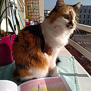 Cannelle participe au concours pour gagner de l'argent avec cette photo : balcony, book, building, calico_cat, cat, city_view, cozy, craft_book, fur, outdoor, pet, plant, portrait, potted_plant, railing, sitting, sunlight, tablecloth, whiskers, window