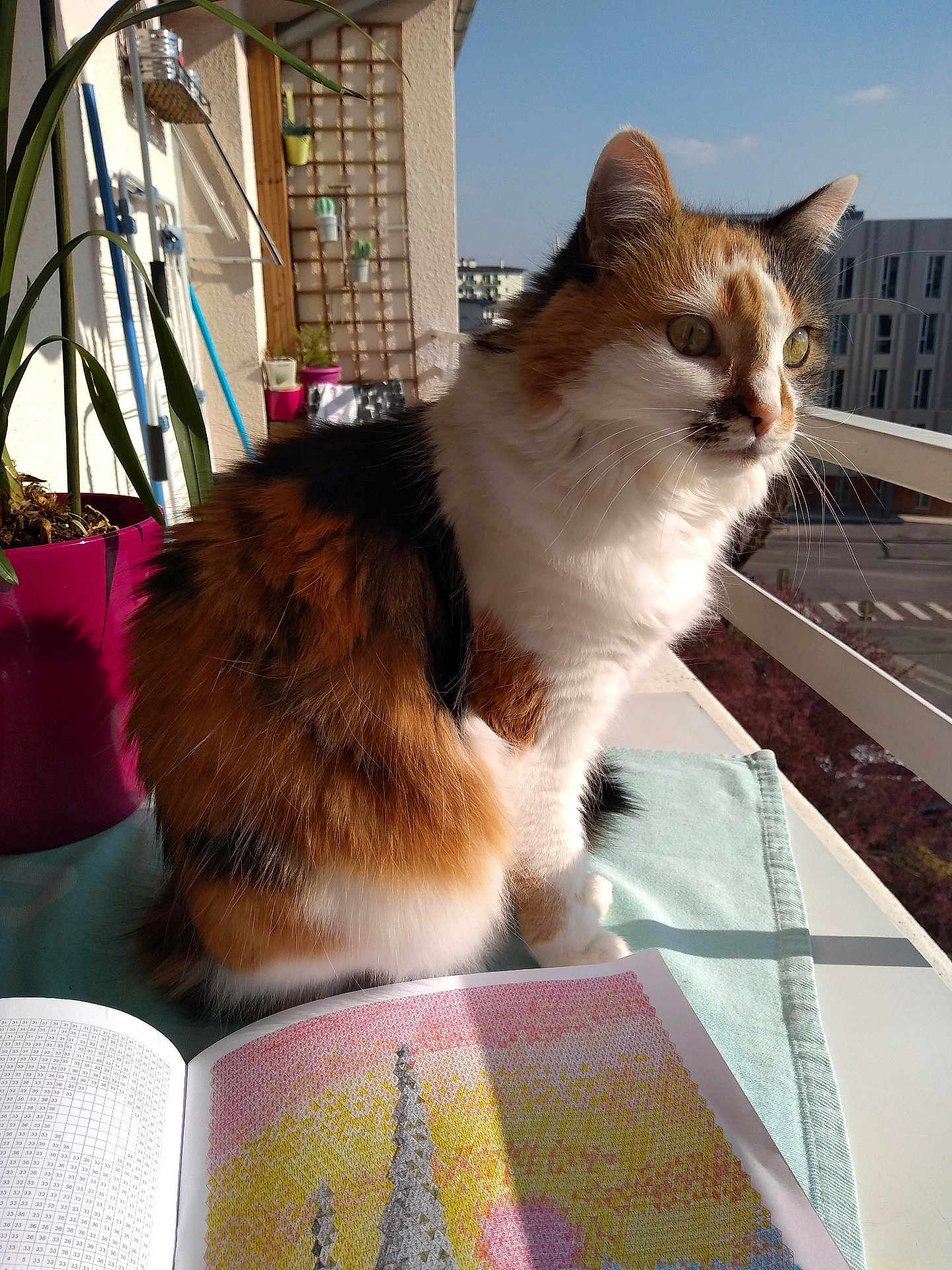 Cannelle participe au concours pour gagner de l'argent avec cette photo : balcony, book, building, calico_cat, cat, city_view, cozy, craft_book, fur, outdoor, pet, plant, portrait, potted_plant, railing, sitting, sunlight, tablecloth, whiskers, window