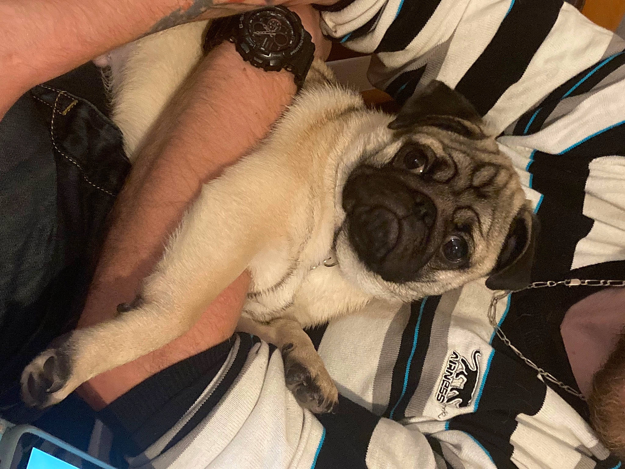 Scooby participe au concours pour gagner de l'argent avec cette photo : canidae, carnivore, companion_dog, dog, dog_breed, elbow, eyewear, fawn, fur, hand, nail, pug, single_lens_reflex_camera, snout, sporting_group, sunglasses, thigh, thumb, wrinkle, wrist