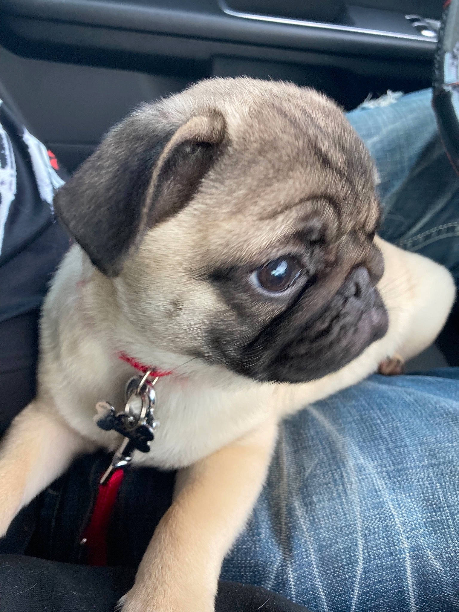 Scooby a rejoint le concours — aidez-le/la à gagner de superbes lots ! ancient_dog_breeds, bag, canidae, carnivore, comfort, companion_dog, dog, dog_breed, fawn, fur, non_sporting_group, pug, puppy, snout, sporting_group, terrestrial_animal, toy_dog, whiskers, working_animal, wrinkle