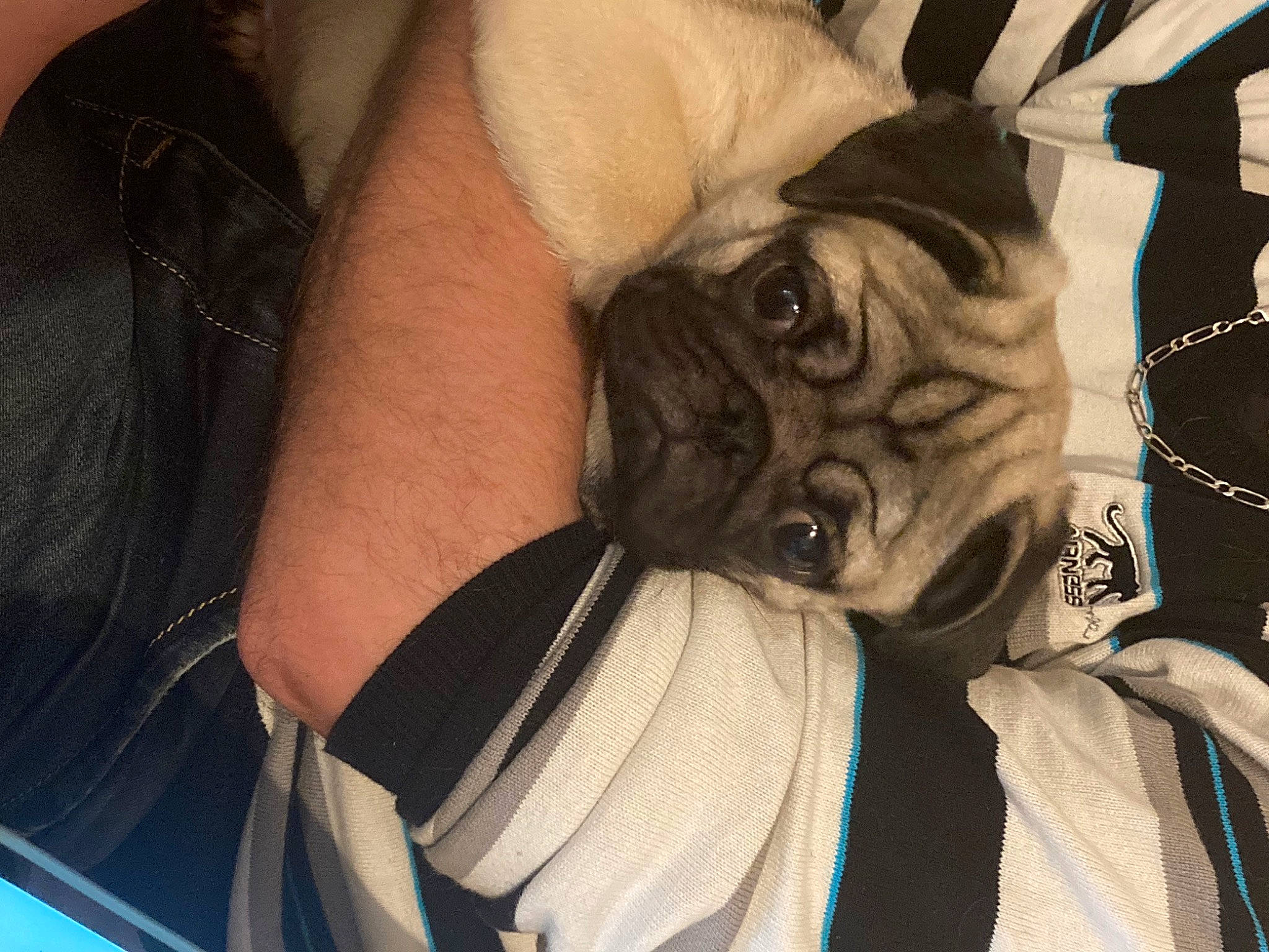 Scooby participe au concours pour gagner de l'argent avec cette photo : canidae, carnivore, chest, comfort, companion_dog, dog, dog_breed, ear, elbow, fawn, head, pug, sleeve, snout, sporting_group, t_shirt, toy_dog, whiskers, wrinkle, wrist