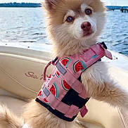 Nala is registered to the contest to win money with this photo: adorable, animal, boat, canine, curious, cute, dog, fluffy, lake, leisure, life_jacket, nature, outdoor, pet, sky, summer, travel, water, water_safety, watermelon_pattern