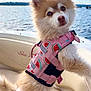 adorable, animal, boat, canine, curious, cute, dog, fluffy, lake, leisure, life_jacket, nature, outdoor, pet, sky, summer, travel, water, water_safety, watermelon_pattern