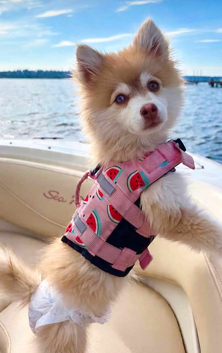 Nala is registered to the contest to win money with this photo: adorable, animal, boat, canine, curious, cute, dog, fluffy, lake, leisure, life_jacket, nature, outdoor, pet, sky, summer, travel, water, water_safety, watermelon_pattern