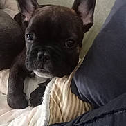 Simba participe au concours pour gagner de l'argent avec cette photo : puppy, dog, french_bulldog, close_up, bed, blanket, indoor, pet, animal, ears, curious, resting, cute, canine, fur, companion, domestic, young, snout, black_brown