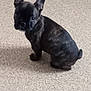 adorable, animal, brindle, canine, companion, cute, dog, domestic, ears, floor, french_bulldog, fur, indoor, looking_back, mammal, pet, puppy, sitting, small, young