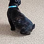 animal, black_dog, blue_collar, blurred, canine, carpet, companion, cute, dog, domestic_animal, ears, floor, fur, indoor, indoor_lighting, pet, side_view, sitting, small_dog, tail