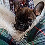 animal, blanket, comfort, cozy, cute, dog, ears, face, french_bulldog, fur, home, indoor, pet, plaid, puppy, resting, sleepy, snuggled, soft, warm