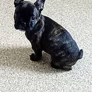 Simba participe au concours pour gagner de l'argent avec cette photo : dog, puppy, french_bulldog, brindle, black_coat, ears, sitting, carpet, indoor, pet, animal, portrait, looking_at_camera, cute, small, paws, tail, curious, adorable, floor