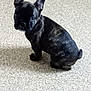 adorable, animal, black_coat, brindle, carpet, curious, cute, dog, ears, floor, french_bulldog, indoor, looking_at_camera, paws, pet, portrait, puppy, sitting, small, tail