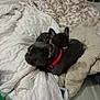 Simba participe au concours pour gagner de l'argent avec cette photo : dog, french_bulldog, pet, bed, blanket, collar, snuggle, indoor, cozy, sleeping, fur, animal, cute, companion, resting, domestic, two_dogs, black_dog, small_dog, comfort