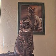 Maxwell joined the competition — help win amazing prizes! cat, tabby, portrait, framed_picture, perch, indoor, wall, feline, pet, sitting, animal, cozy, furry, domestic_cat, eyes, ears, whiskers, furniture, home, decor