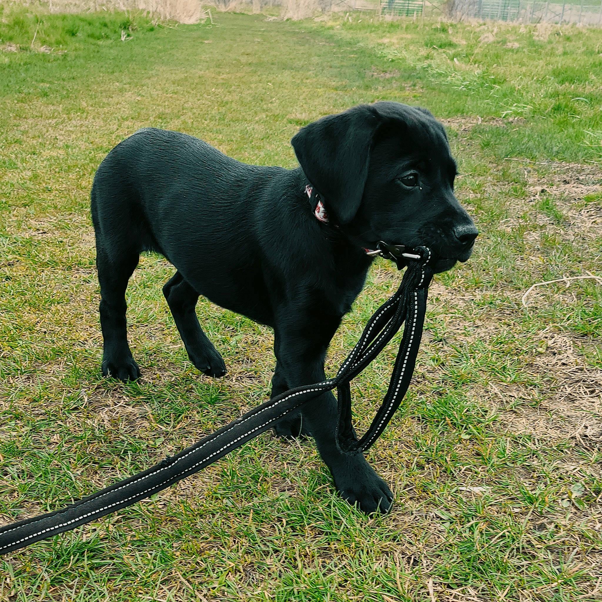 Snuffaluffagus joined the competition — help win amazing prizes! borador, canidae, carnivore, dog, dog_breed, guard_dog, hunting_dog, labrador_retriever, mammal, patterdale_terrier, rare_breed_dog, snout, sporting_group, vertebrate, working_dog