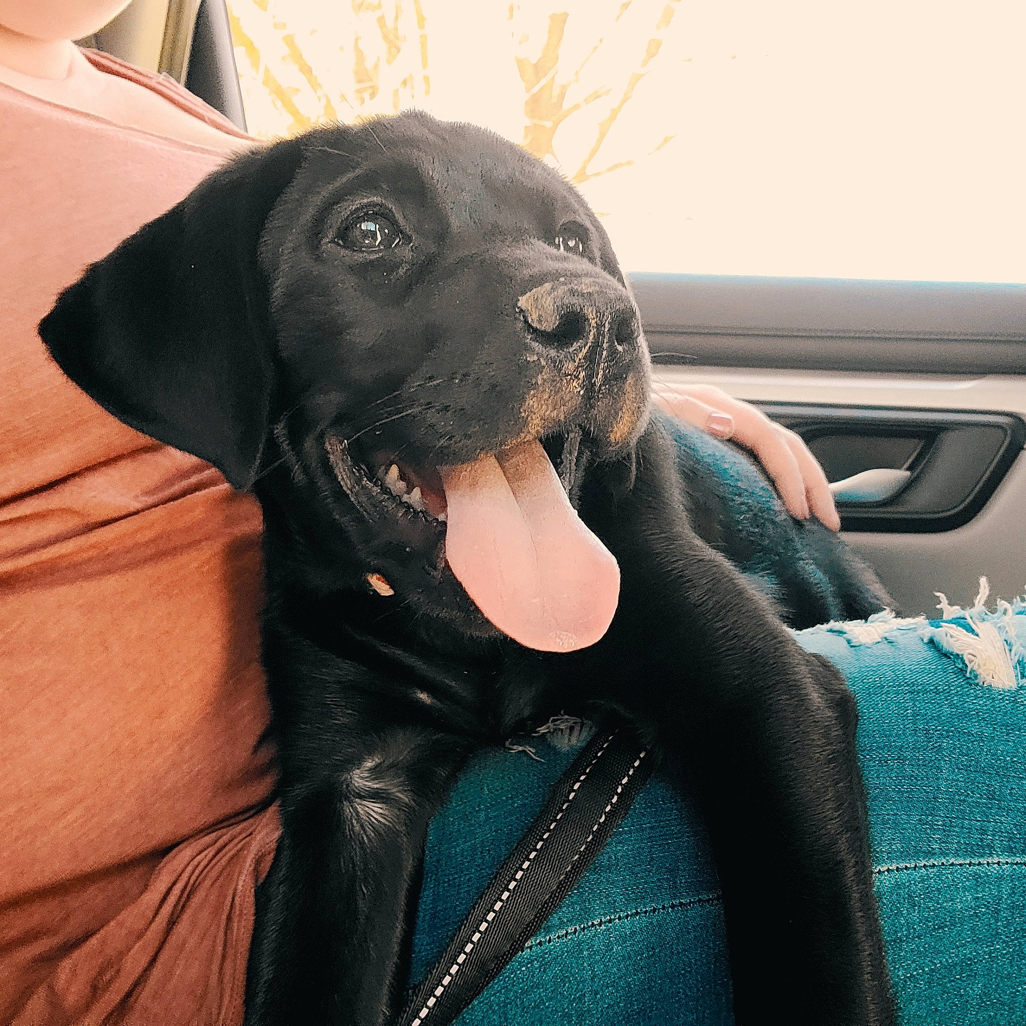 Snuffaluffagus joined the competition — help win amazing prizes! cane_corso, canidae, carnivore, companion_dog, dog, dog_breed, fawn, great_dane, guard_dog, labrador_retriever, mammal, non_sporting_group, snout, sporting_group, vertebrate, whiskers