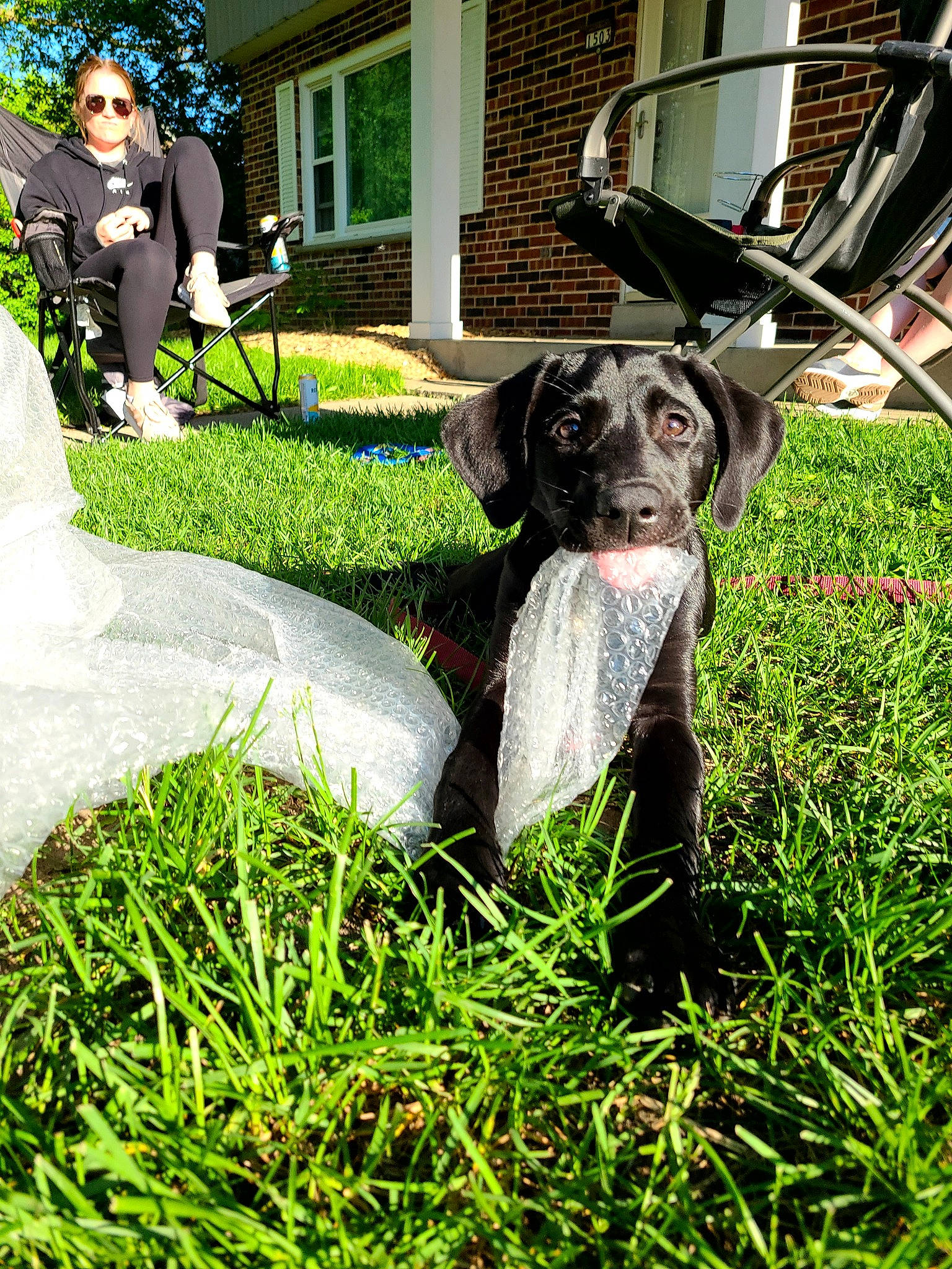 Snuffaluffagus is registered to the contest to win money with this photo: canidae, carnivore, dog, dog_breed, garden, german_shorthaired_pointer, grass, great_dane, green, house, hunting_dog, lawn, non_sporting_group, plant, pointer, pointing_breed, shrub, snout, sporting_group, working_dog