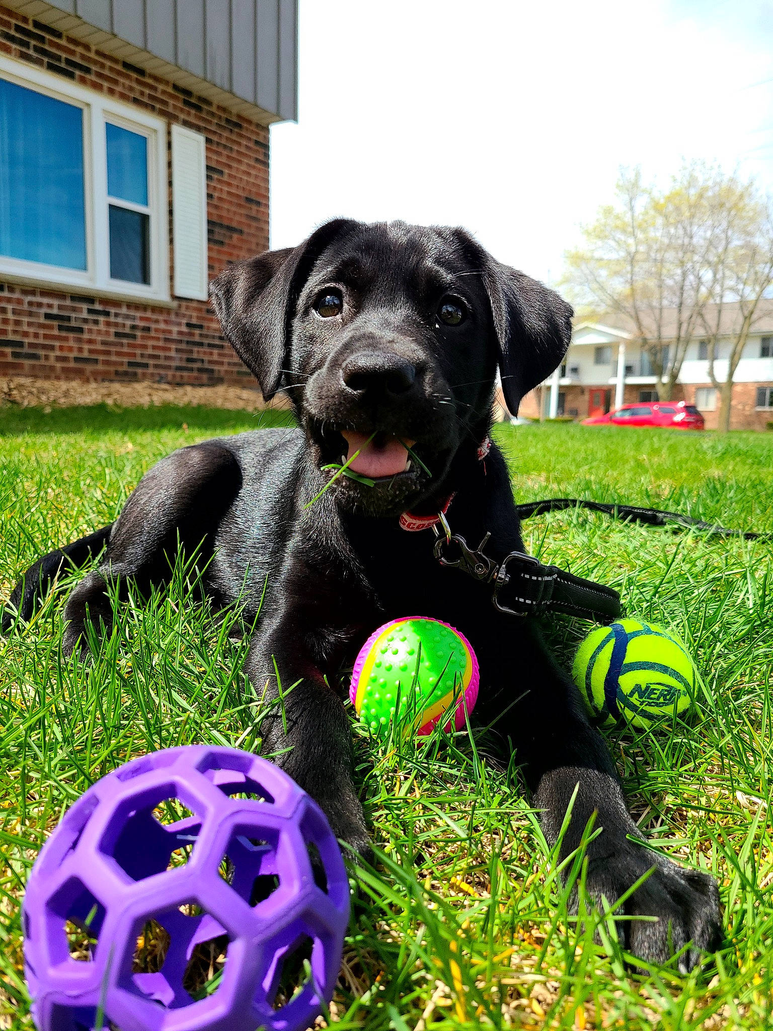 Snuffaluffagus is registered to the contest to win money with this photo: ball, beagador, canidae, carnivore, dog, dog_breed, grass, labrador_retriever, puppy, retriever, snout, sporting_group, tennis_ball