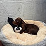 Fudge is registered to the contest to win money with this photo: puppy, dog, dachshund, bed, plush_bed, stuffed_toy, toy, brown_dog, pet, indoor, cozy, resting, sleepy, animal, cute, small_dog, furry, texture, wall, home
