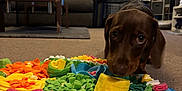 Fudge joined the competition — help win amazing prizes! dog, dachshund, brown_dog, carpet, felt_mat, colorful, flower, living_room, sofa, shelf, toy, pet, indoor, curious, floor, home, cozy, animal, small_dog, play