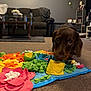 dog, dachshund, brown_dog, carpet, felt_mat, colorful, flower, living_room, sofa, shelf, toy, pet, indoor, curious, floor, home, cozy, animal, small_dog, play