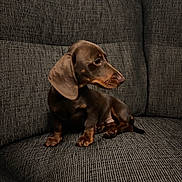 Fudge is registered to the contest to win money with this photo: dog, puppy, dachshund, brown_coat, sitting, couch, indoor, pet, animal, floppy_ears, curious, texture, fabric, furniture, side_view, young, companion, domestic, cozy, cute